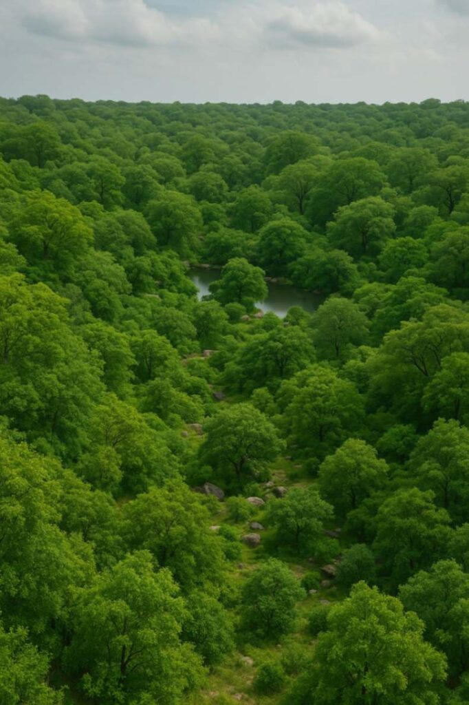 kancha gachibowli forest auction